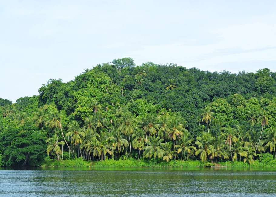 Cocotiers bordant un canal paisible au Kerala