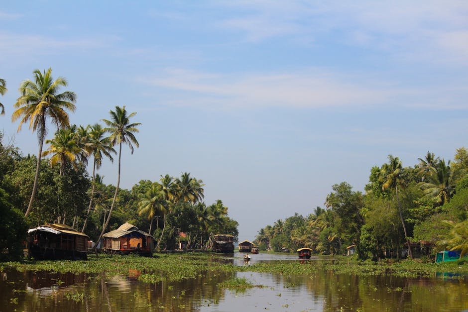Houseboats traditionnels sur les backwaters d Alleppey au Kerala