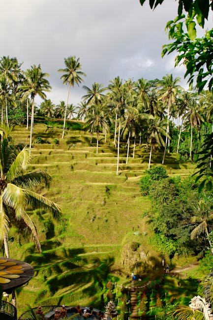 Vue panoramique des rizières en terrasses de Tegallalang entourées de palmiers à Bali