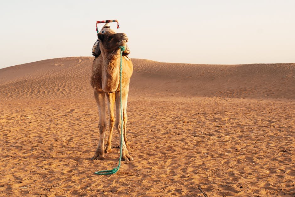 Chameau marchant sur les dunes du désert au coucher du soleil