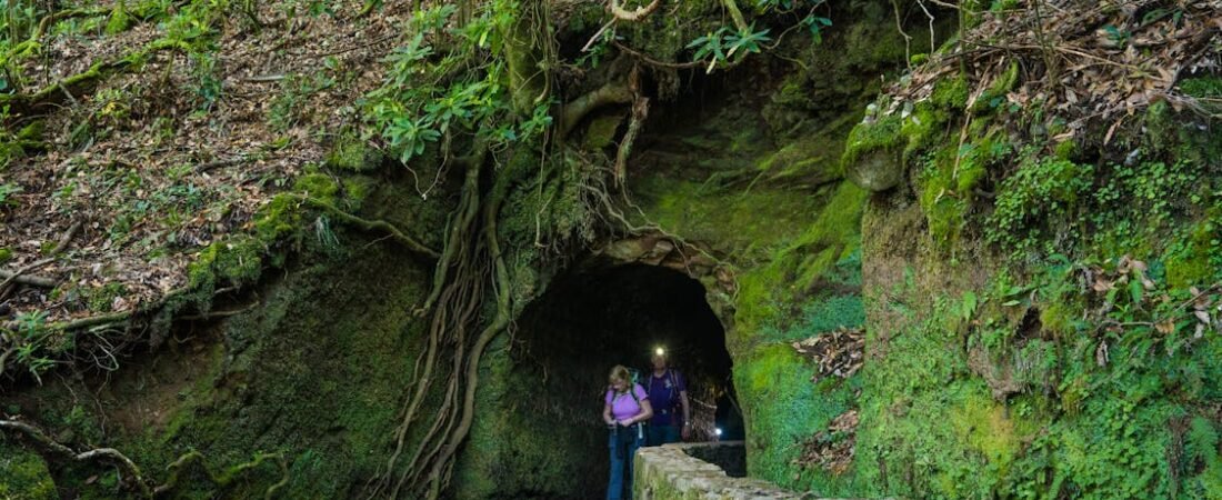 Madère en levadas : marcher au bord du monde entre brume et lauriers