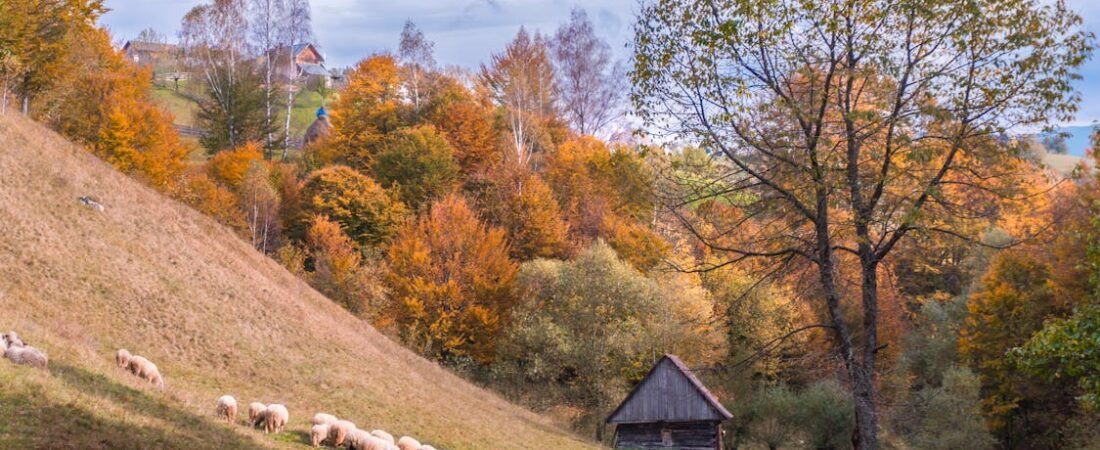 Rencontre avec un berger des Carpates : la Roumanie que les guides oublient