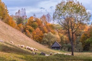 Rencontre avec un berger des Carpates : la Roumanie que les guides oublient